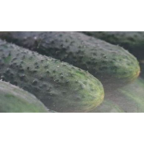 Barytone F1 uhorky nakladačky bradavičnaté rezistentné vysoko výnosné 250 semien