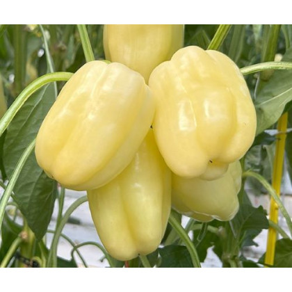 Bernitarez F1 paprika najskoršia sladká blocky rezistentná výnosná 250 semien