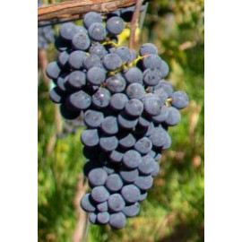 Cabernet Cortis vinič muštový rezistentný prostoko..