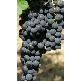 Cabernet Jura vinič muštový rezistentný prostokore..