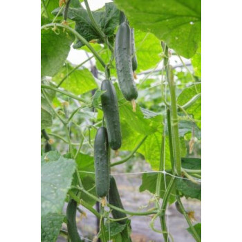 Caman F1 uhorka šalátová partenokarpická vysoko úrodná 100 semien PR