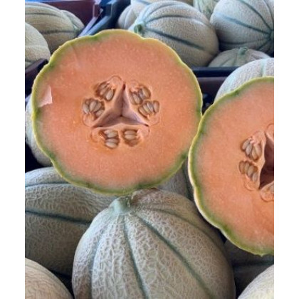 Centro F1 melón cukrový veľmi skorý vysoko výnosný skladovanie 100 semien