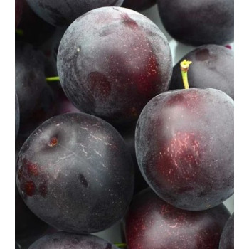 Chernyj Barchat kríženec marhule sibírskej slivky podpník St. Julien prostokorenný