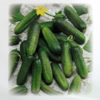 Claudine F1 uhorka nakladačka hladká partenokarpická rezistentná výnosná 100 semien