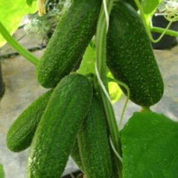 Cloud F1 uhorka nakladačka hladká partenokarpická rezistentná odolná chladu 100 semien