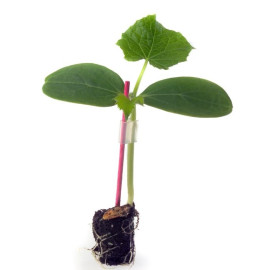 Cobalt F1 podnož podpník na vrúbľovanie melónov a ..