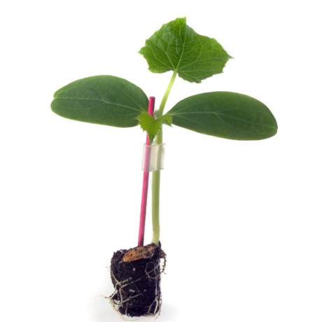 Cobalt F1 podnož podpník na vrúbľovanie melónov a uhoriek 100s