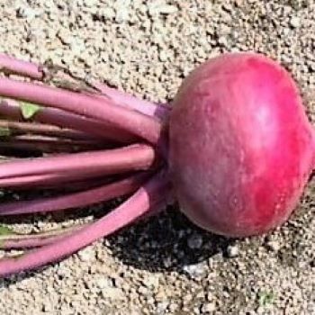 Collie F1 kvaka červená dlho skladovatelna výborná chuť 1 000 semien