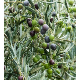 Cipressino oliva európska samoopelivá