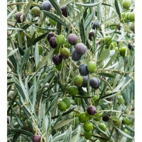 Cipressino oliva európska samoopelivá