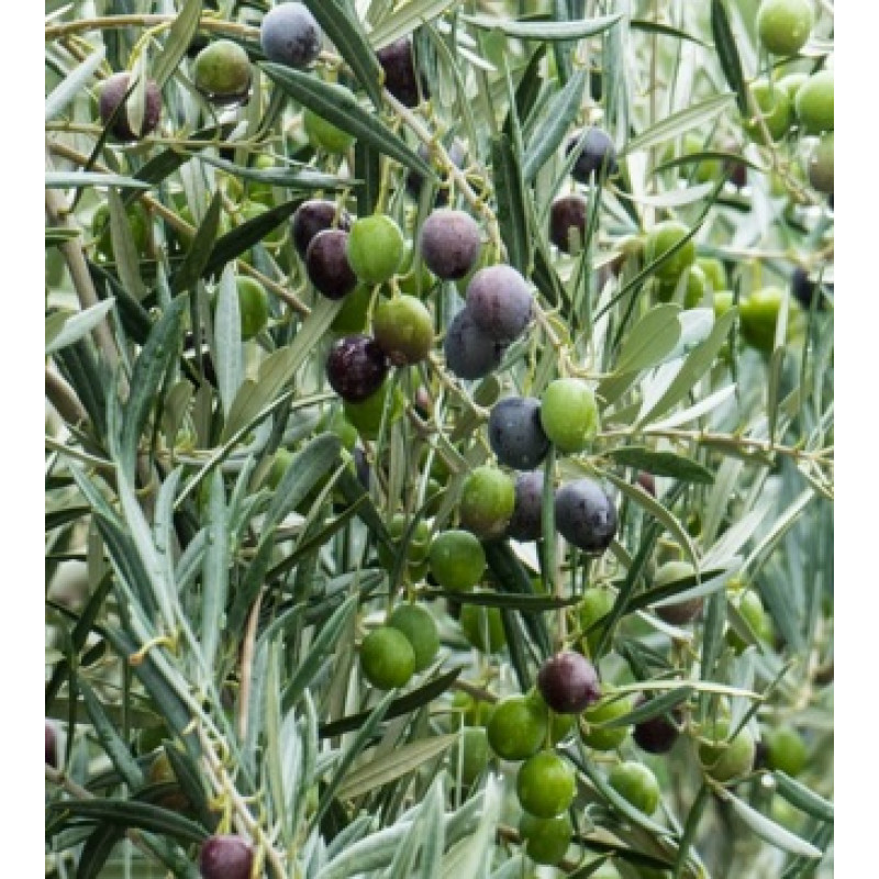 Cipressino oliva európska samoopelivá