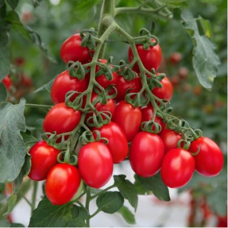 Corabell F1 kolíková paradajka kokteilová pevná rezistentná výnosná 250 semien