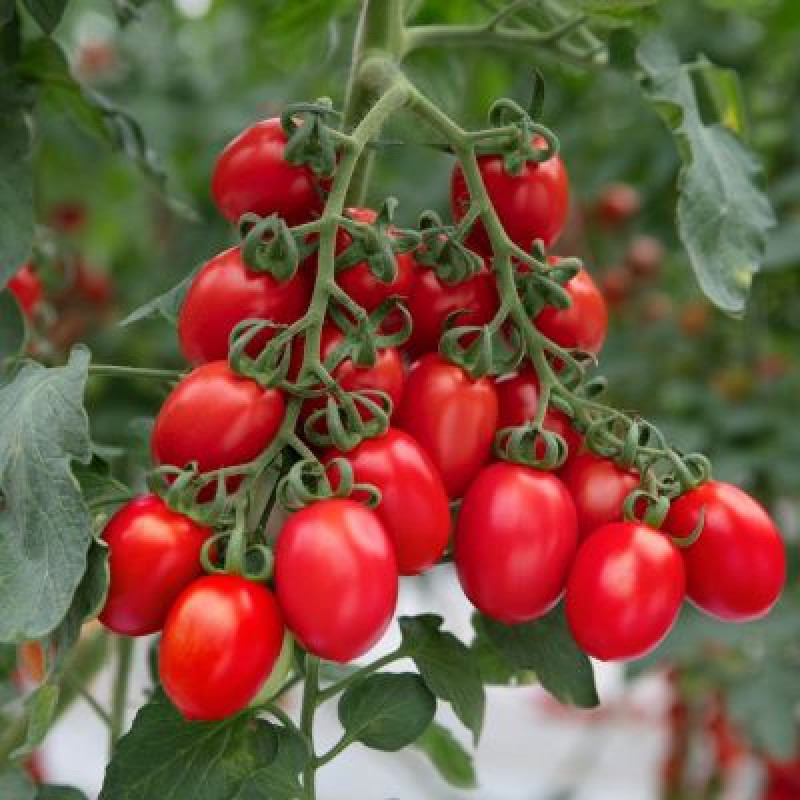 Corabell F1 kolíková paradajka kokteilová pevná rezistentná výnosná 250 semien