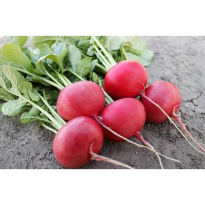 Danilo F1 reďkovka červená rezistentná odolná stresu 10 000 semien