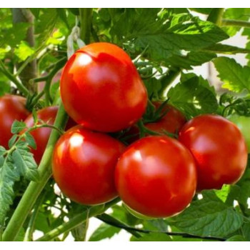 Delfine F1 paradajka kolíková vysoko odolná nepraská 100 semien