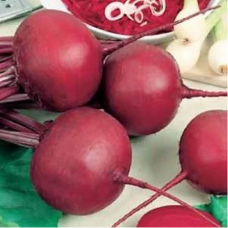 Detroit Nero cvikla guľatá výnosná profi 100 g