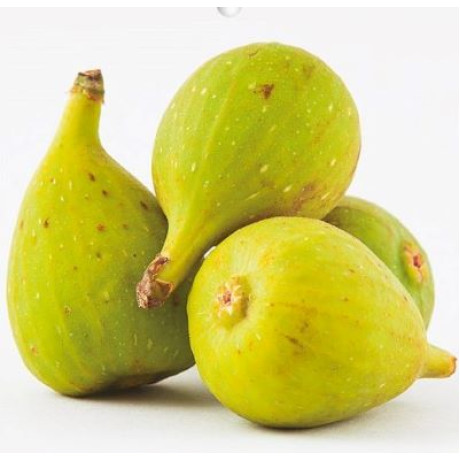 Dottato Ficus carica figovník mrazuodolnejší kontajner C5L
