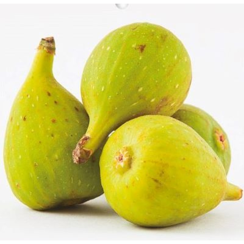 Dottato Ficus carica figovník mrazuodolnejší kontajner C5L