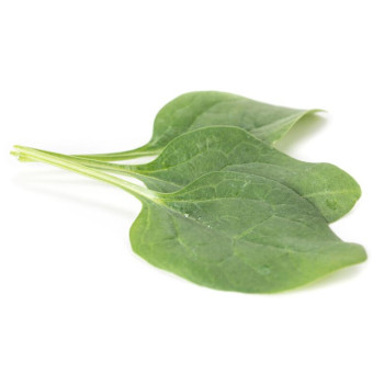 Eagle F1 špenát najspoľahlivejší odolný prezimujúci 25 000 semien