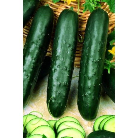 Edona F1 uhorka šalátová krátka hrubostenná rezistentná skorá 100 semien