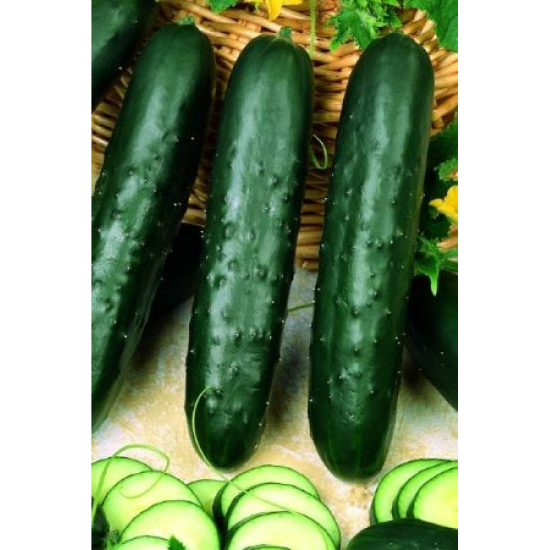 Edona F1 uhorka šalátová krátka hrubostenná rezistentná skorá 100 semien