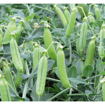 Eldorado hrach veľmi skorý rezistentný jednotné dozrievanie 1 kg