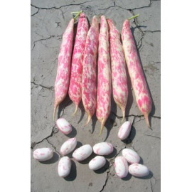 Etna fazuľa kríčková rezistentná úrodná 1 kg..