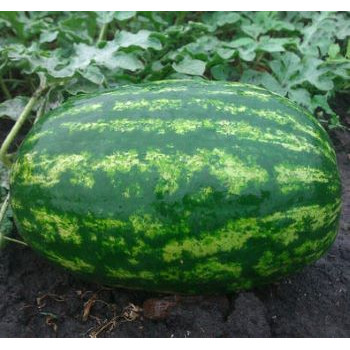 Farao F1 dyňa melón červený stredne skorý predlžený 100 semien