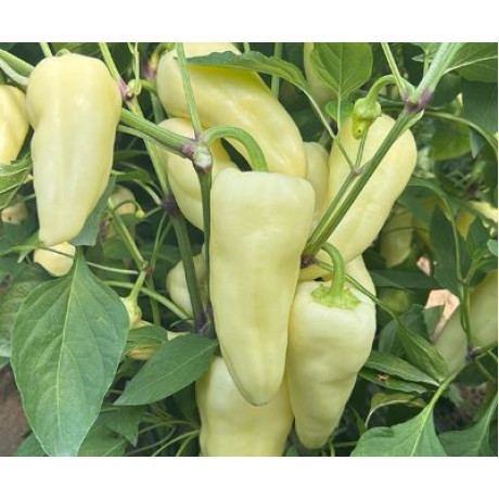 Fenyér paprika sladká TV výnimočne rezistentná odolnám stresom 250 semien