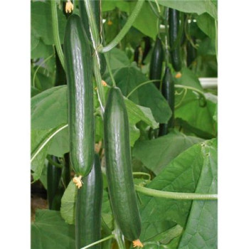 Fitness F1 Kiruna uhorka šalátová rezistentná vysoko úrodná vrúbľovaná kontajner P12cm 1ks 