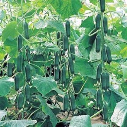 Fortuna F1 uhorka šalátová snacková chutná rezistentná 100 semien