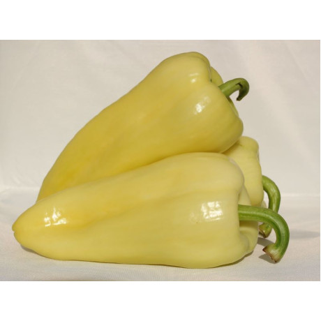 Frida F1 extra paprika sladká hrubostenná  500 semien