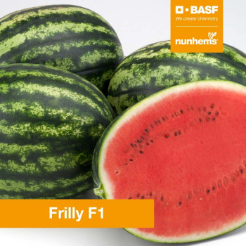 Frilly F1 mini melón vodový veľmi skorý vynikajúci opeľovač vrúbľovaný 1ks