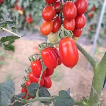 Grazioso F1 kolíková paradajka skorá mini slivková rezistentná nepraská 250 semien