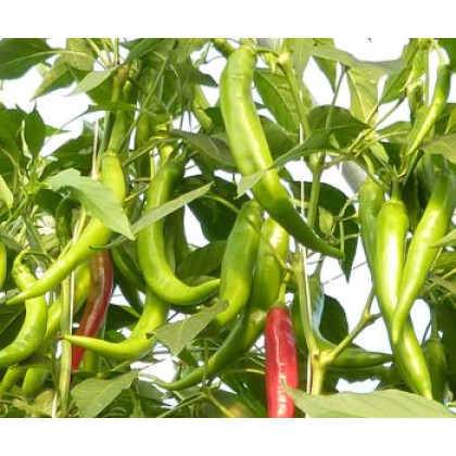 Hargita F1 paprika úzka dlhá štipľavá vynikajúca 250 semien
