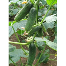 Harmonie RZ F1 uhorky nakladačky hladké partenokar..