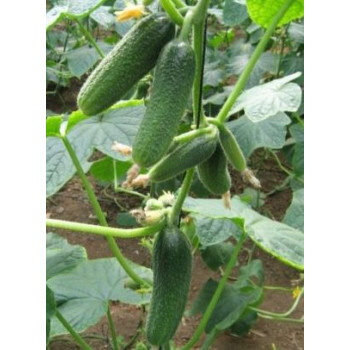 Harmonie RZ F1 uhorky nakladačky hladké partenokarpické rezistentná 250 semien