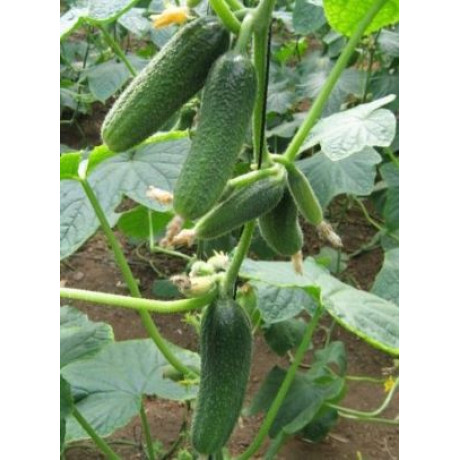 Harmonie RZ F1 uhorky nakladačky hladké partenokarpické rezistentná 250 semien