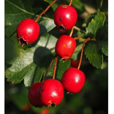 Hloh veľkoplodý crataegus  štepeny prostokorenný