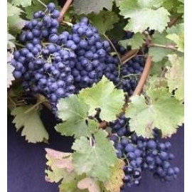 Hron vinič muštový modrý odolný výborný prostokore..