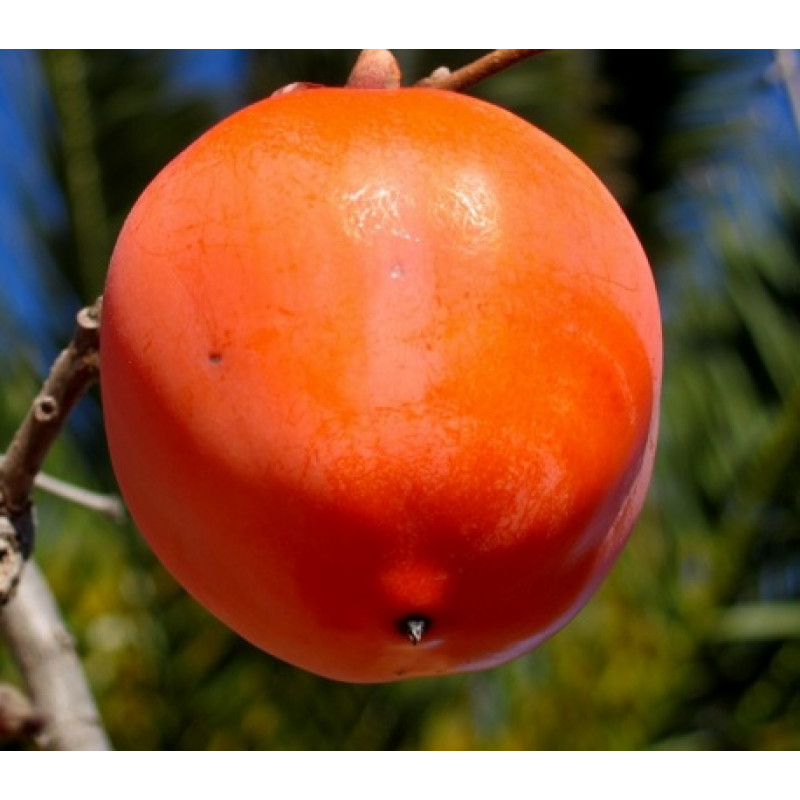 Hofmann hurmikaki velkoplodé ovocie  štepené