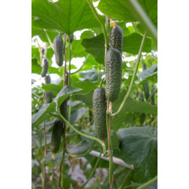 Ilonara F1 uhorka nakladačka hustoostná partenokar..