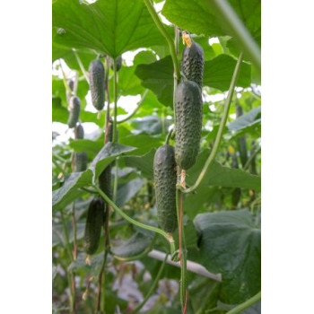 Ilonara F1 uhorka nakladačka hustoostná partenokarpická rezistentná 250 semien