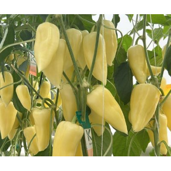 Ipoly F1 paprika sladká TV rezistentná vysoko výnosná 250 semien