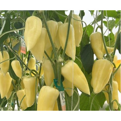 Ipoly F1 paprika sladká TV rezistentná vysoko výnosná 250 semien