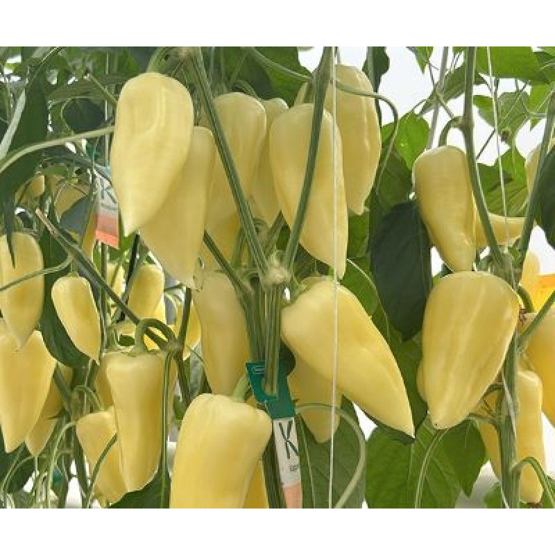 Ipoly F1 paprika sladká TV rezistentná vysoko výnosná 250 semien