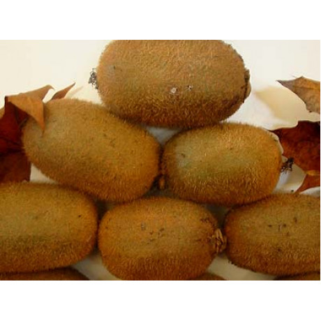 Jenny kiwi veľkoplodé mrazuodolnejšie C2L / 60cm