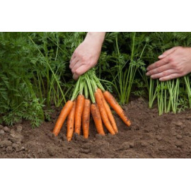 Jerada F1 mrkva super skorá karotka nepraská dlhý ..