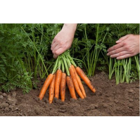 Jerada F1 mrkva super skorá karotka nepraská dlhý zber skladovanie 25 000 semien PR