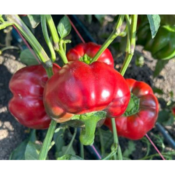 Josephus F1 paprika paradajková sladká nová generácia 250 semien